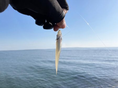 キスはまだ釣れるのかな。